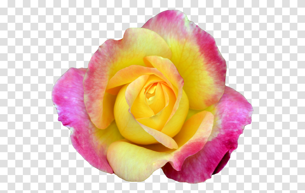 Pink And Yellow Rose Portable Network Graphics, Flower, Plant, Blossom, Petal Transparent Png