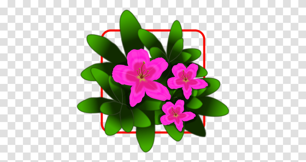 Pink Azalea Vector Drawing, Plant, Geranium, Flower, Blossom Transparent Png