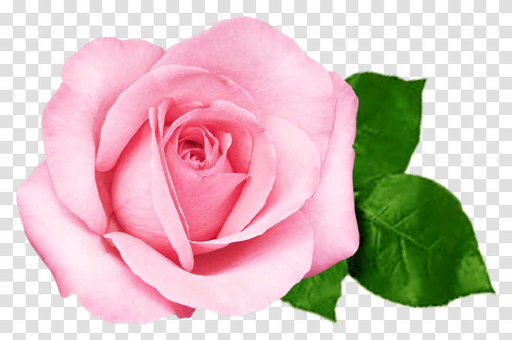 Pink Beautiful Flower Rose, Plant, Blossom, Petal Transparent Png