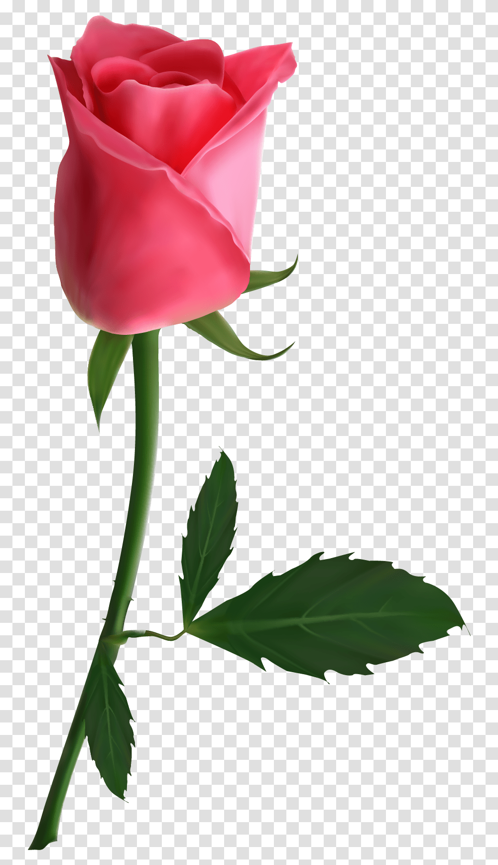 Pink Beautiful Flowers Roses, Plant, Blossom Transparent Png