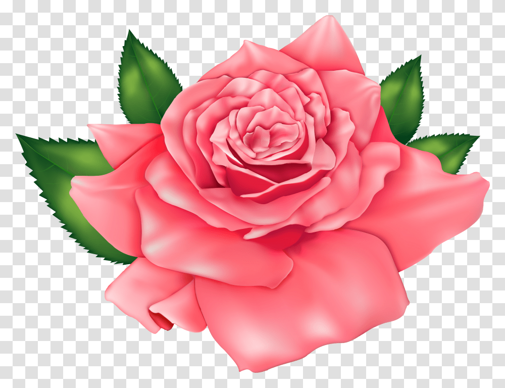 Pink Beautiful Rose Clipart Image Good Afternoon And God Bless Transparent Png