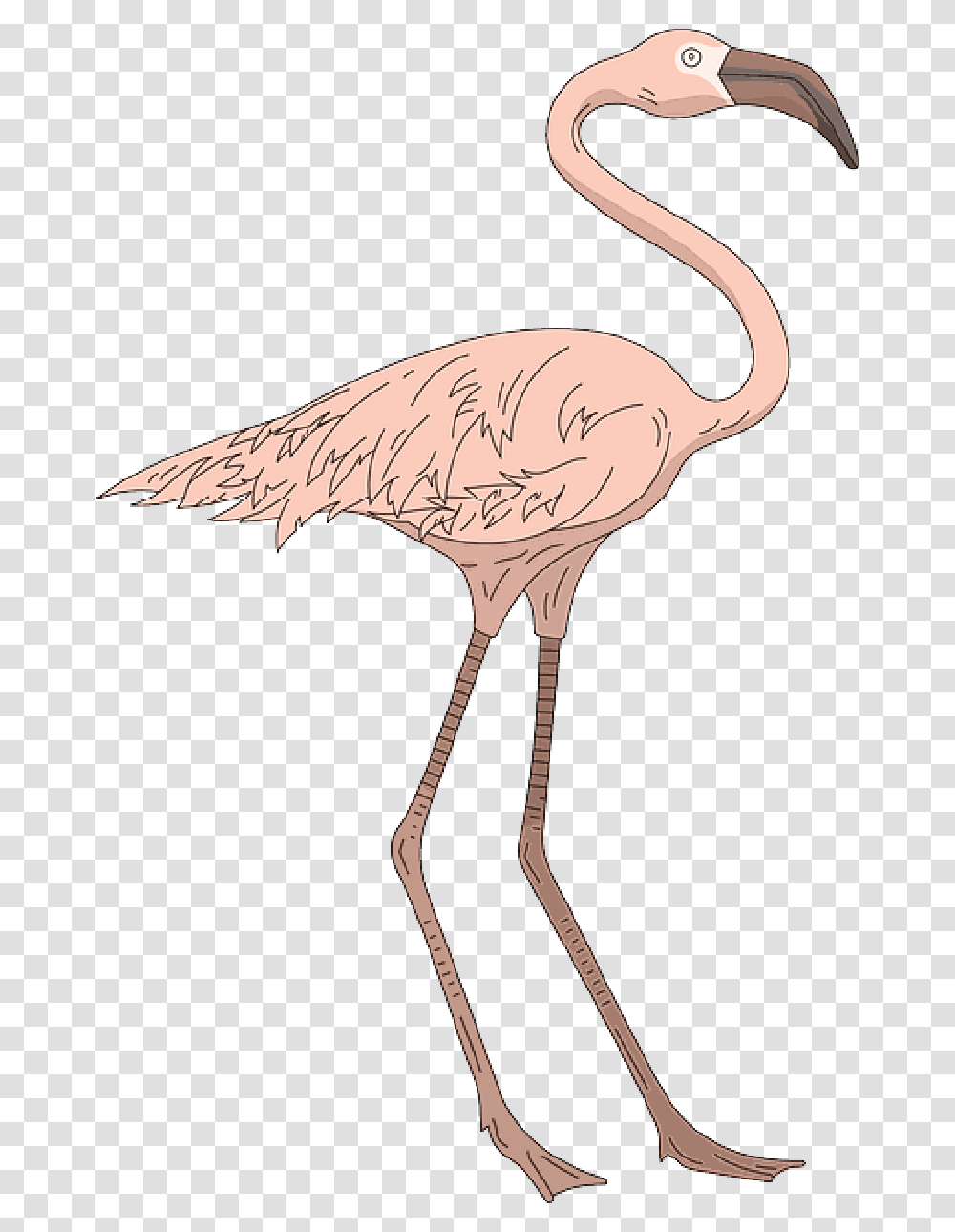 Pink Bird Wings Flamingo Long Standing Neck Greater Flamingo, Animal, Antelope, Wildlife, Mammal Transparent Png