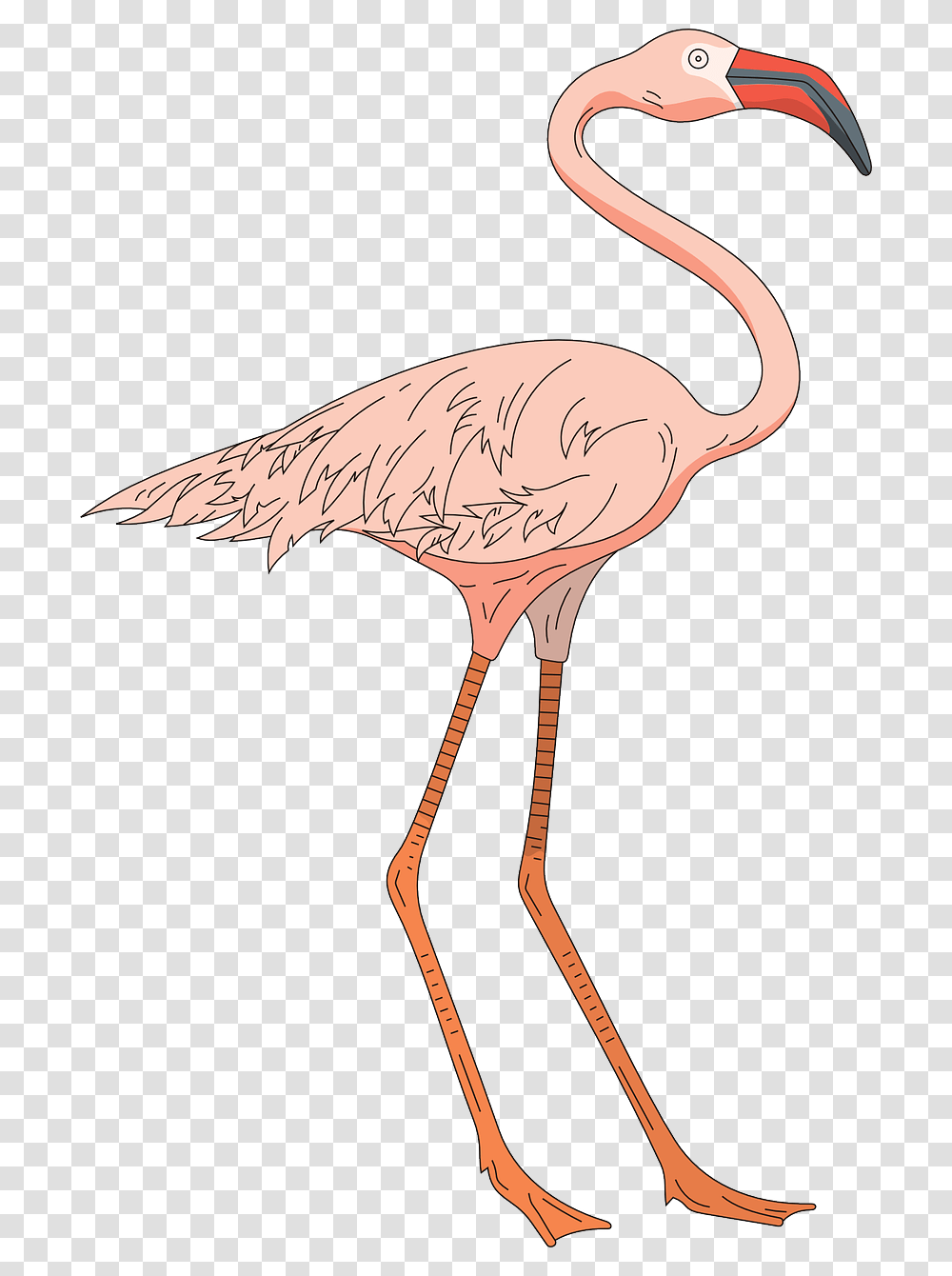 Pink Bird Wings Free Picture Cartoon Flamingo Legs, Animal, Beak Transparent Png