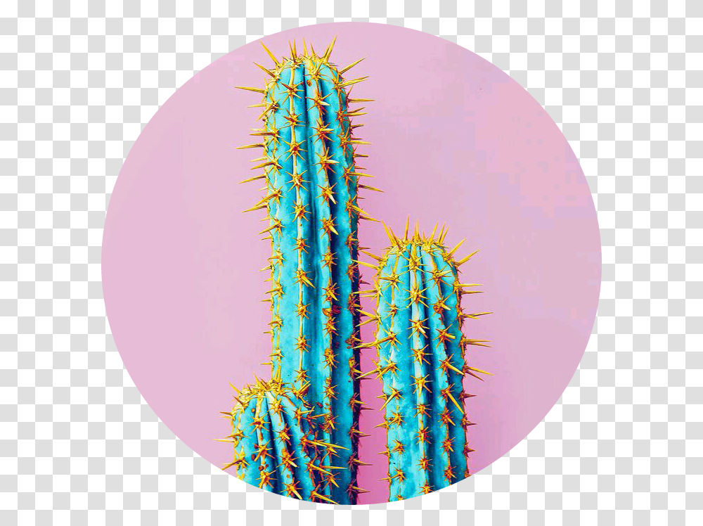 Pink Blue Cactus Cato Azul Rosa Sticker By Sofia Set Neon Cactus, Plant Transparent Png