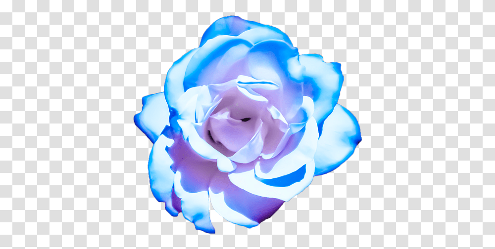 Pink Blue Rose Design Tote Bag Rose, Flower, Plant, Blossom, Petal Transparent Png