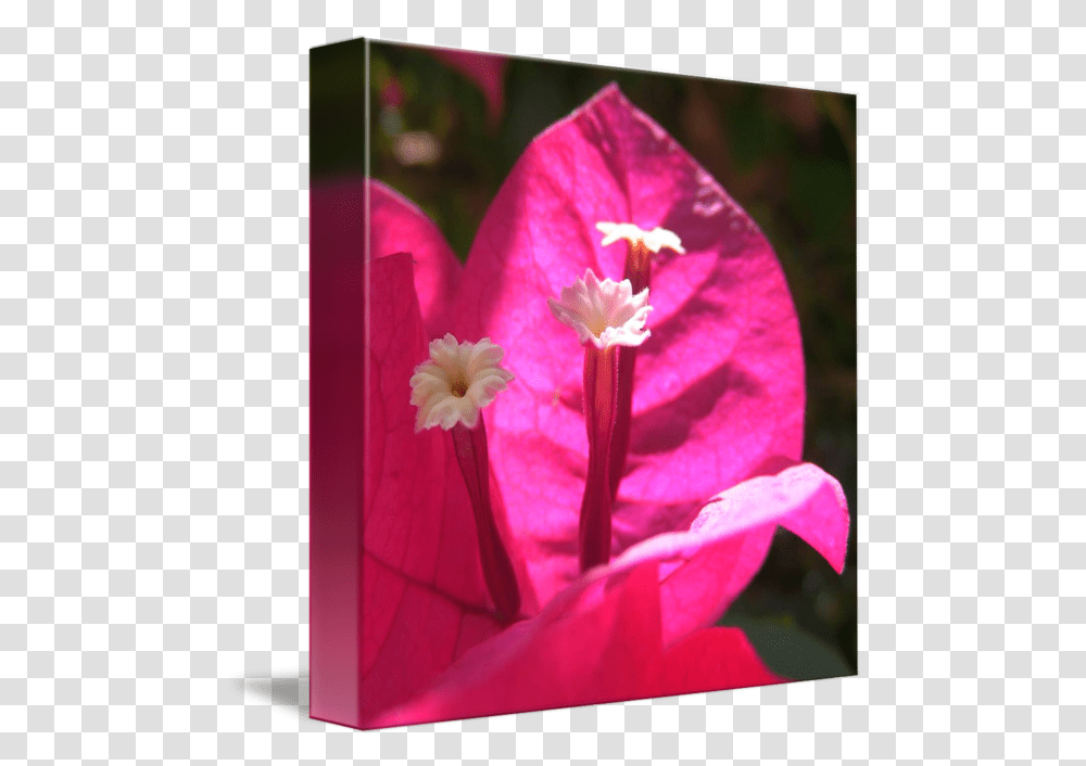 Pink Bougainvillea By Steven Nicolaides, Plant, Flower, Blossom, Geranium Transparent Png