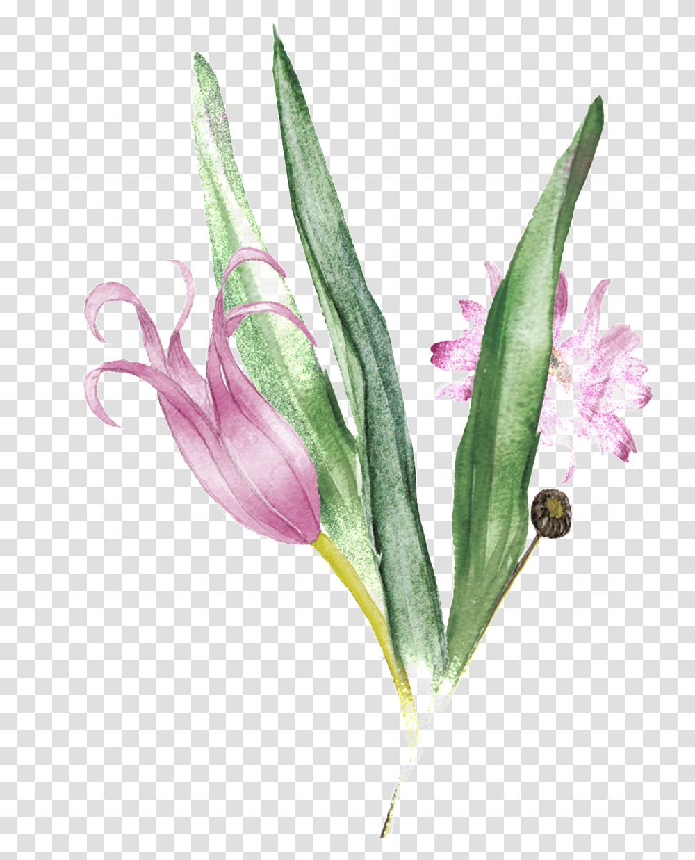 Pink Bouquet Decorative Gladiolus, Plant, Flower, Blossom, Amaryllidaceae Transparent Png