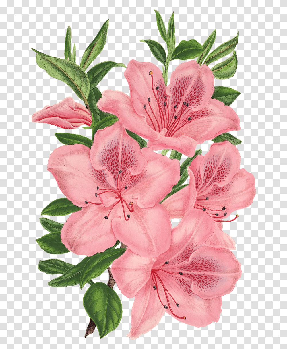 Pink Bunch Of Flowers Drawing Flower Background, Plant, Blossom, Geranium, Amaryllis Transparent Png