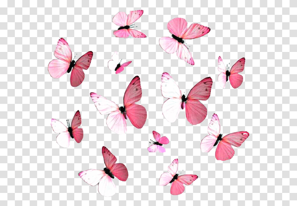 Pink Butterflies Red Pink Blue Purple, Petal, Flower, Plant, Blossom Transparent Png
