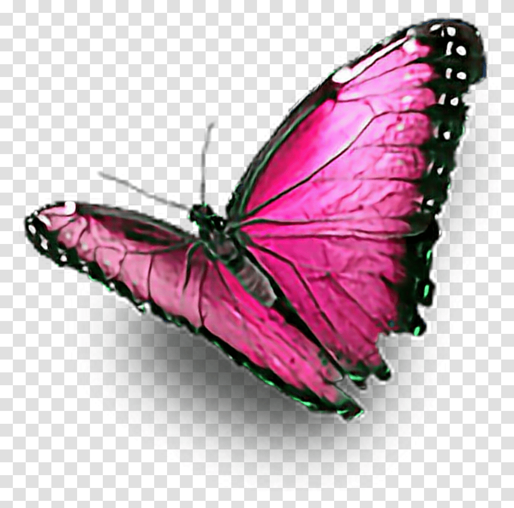 Pink Butterfly Ftestickers Colourful Butterfly Hd, Insect, Invertebrate, Animal Transparent Png