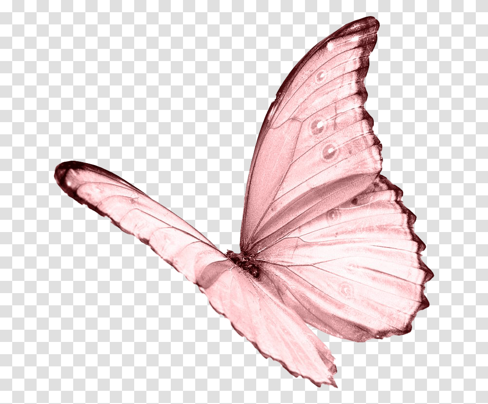 Pink Butterfly Image Pink Butterfly, Insect, Invertebrate, Animal, Person Transparent Png