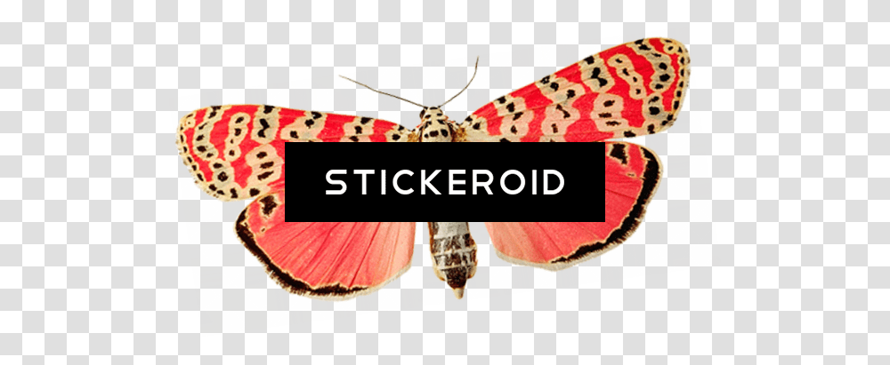 Pink Butterfly Image, Rug, Animal, Invertebrate, Insect Transparent Png