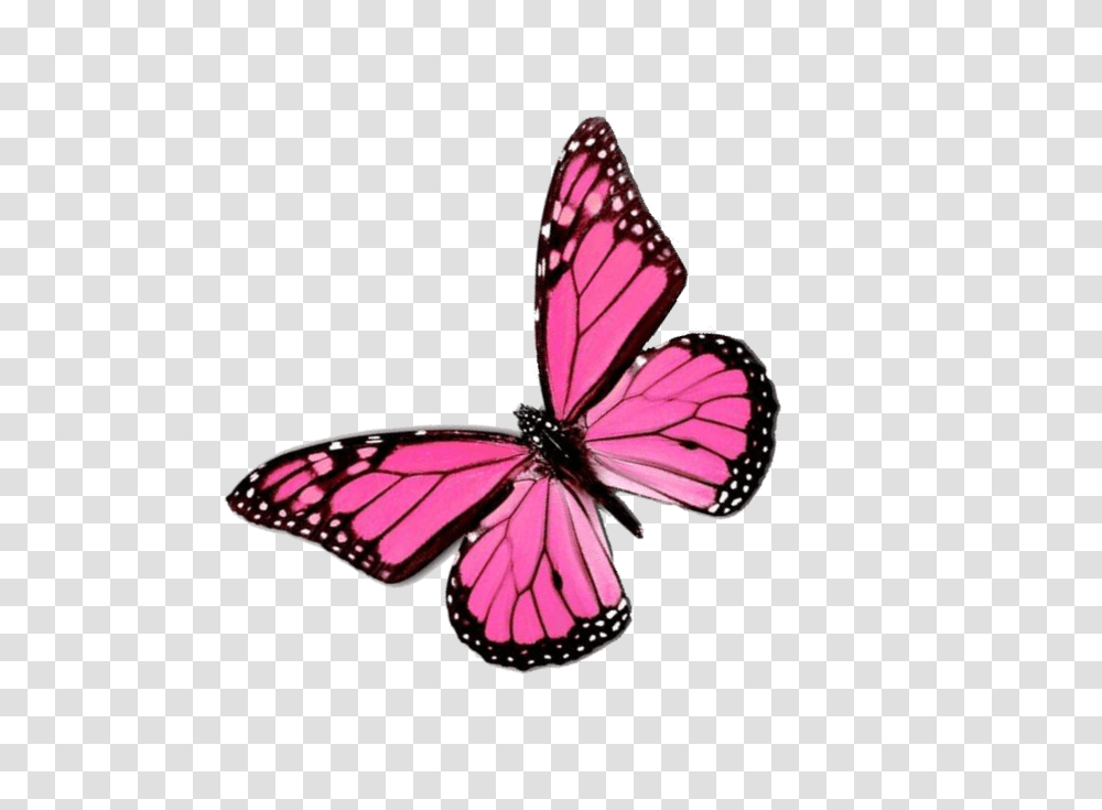 Pink Butterfly Images Les Baux De Provence, Insect, Invertebrate, Animal, Purple Transparent Png
