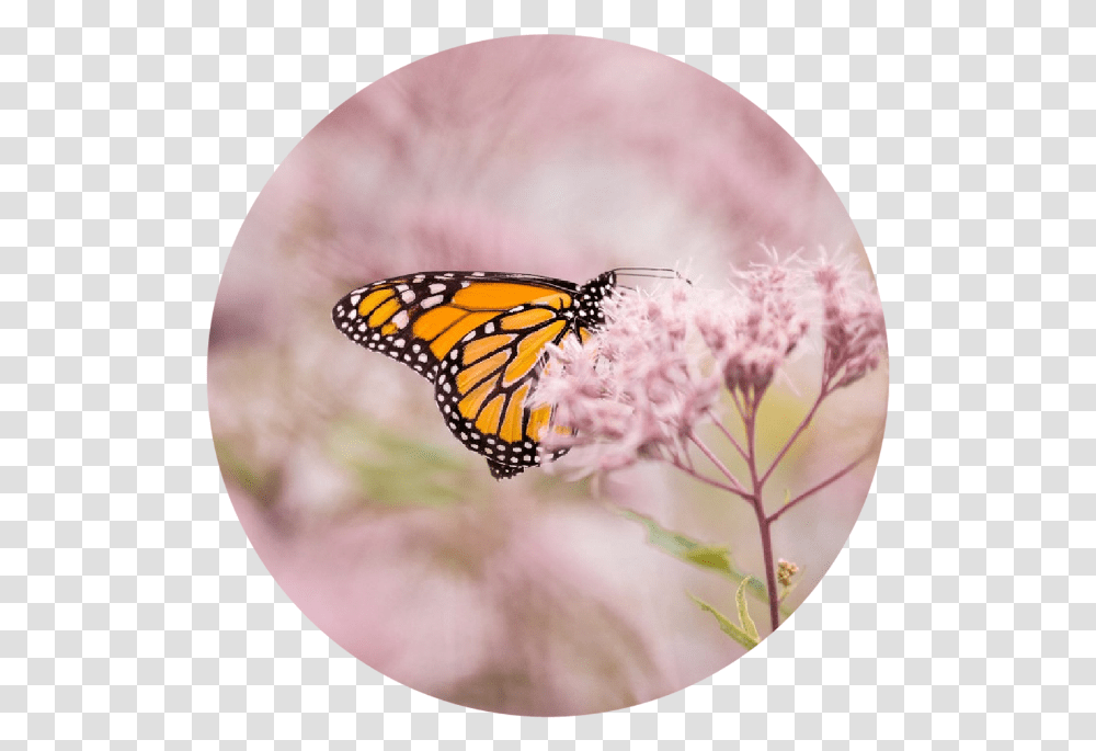 Pink Butterfly Monarch Butterfly, Insect, Invertebrate, Animal, Honey Bee Transparent Png