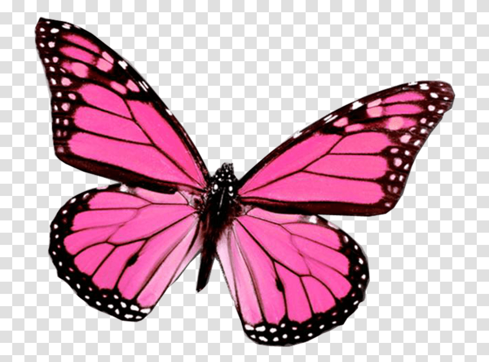 Pink Butterfly Pink Butterfly, Insect, Invertebrate, Animal, Monarch Transparent Png