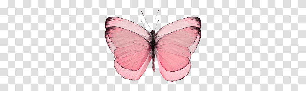 Pink Butterfly Pink Butterfly, Insect, Invertebrate, Animal, Moth Transparent Png