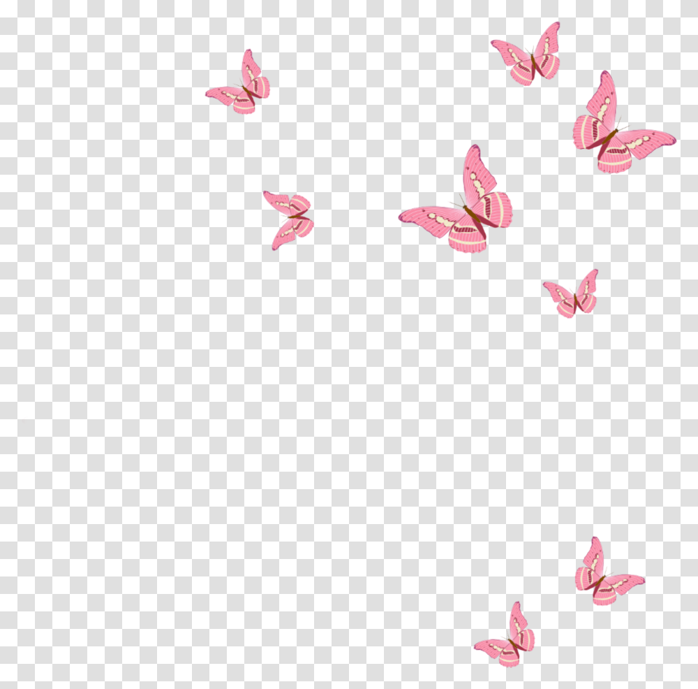 Pink Butterfly Pink Butterfly, Plant, Petal, Flower, Blossom Transparent Png