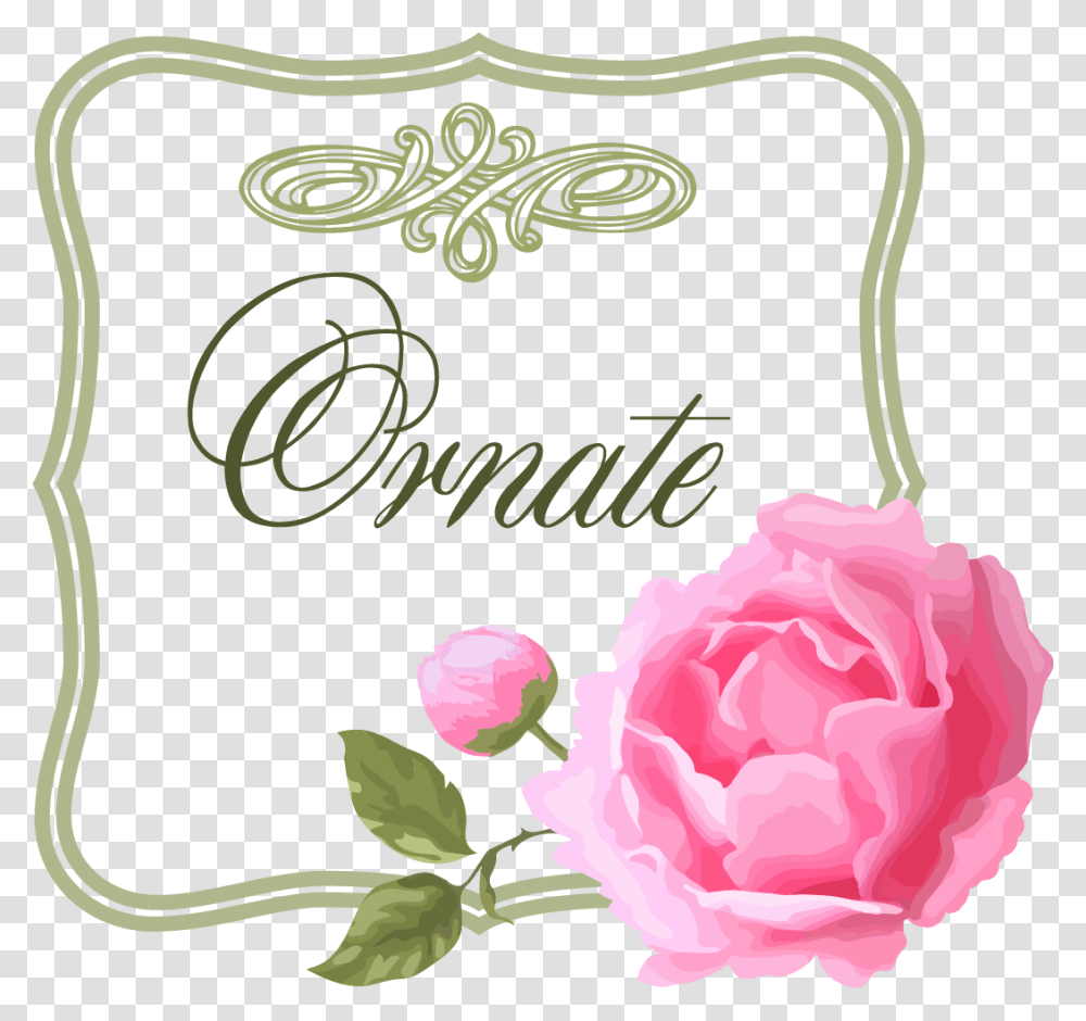 Pink Cabbage Rose Border, Flower, Plant, Blossom Transparent Png