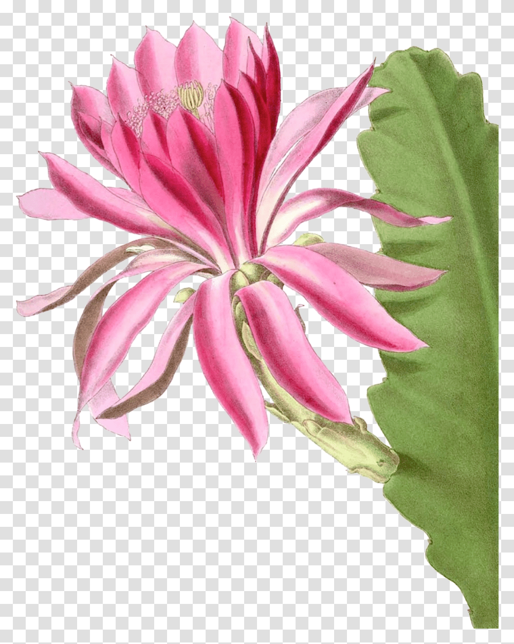 Pink Cactus Flower Free Stock Photo Public Domain Pictures Cactus, Plant, Blossom, Lily, Petal Transparent Png