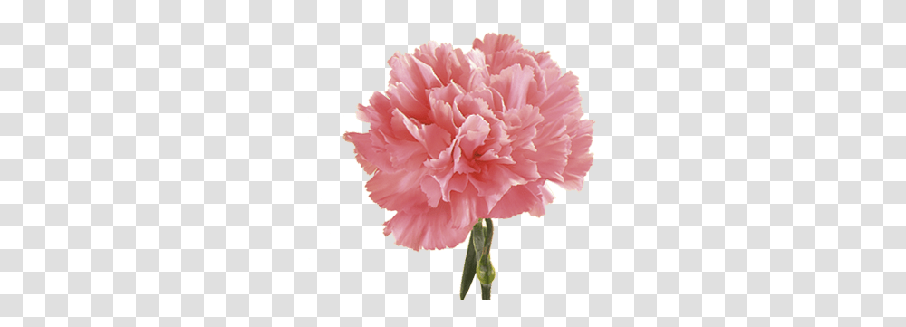 Pink Carnation Carnation Flower, Plant, Blossom Transparent Png