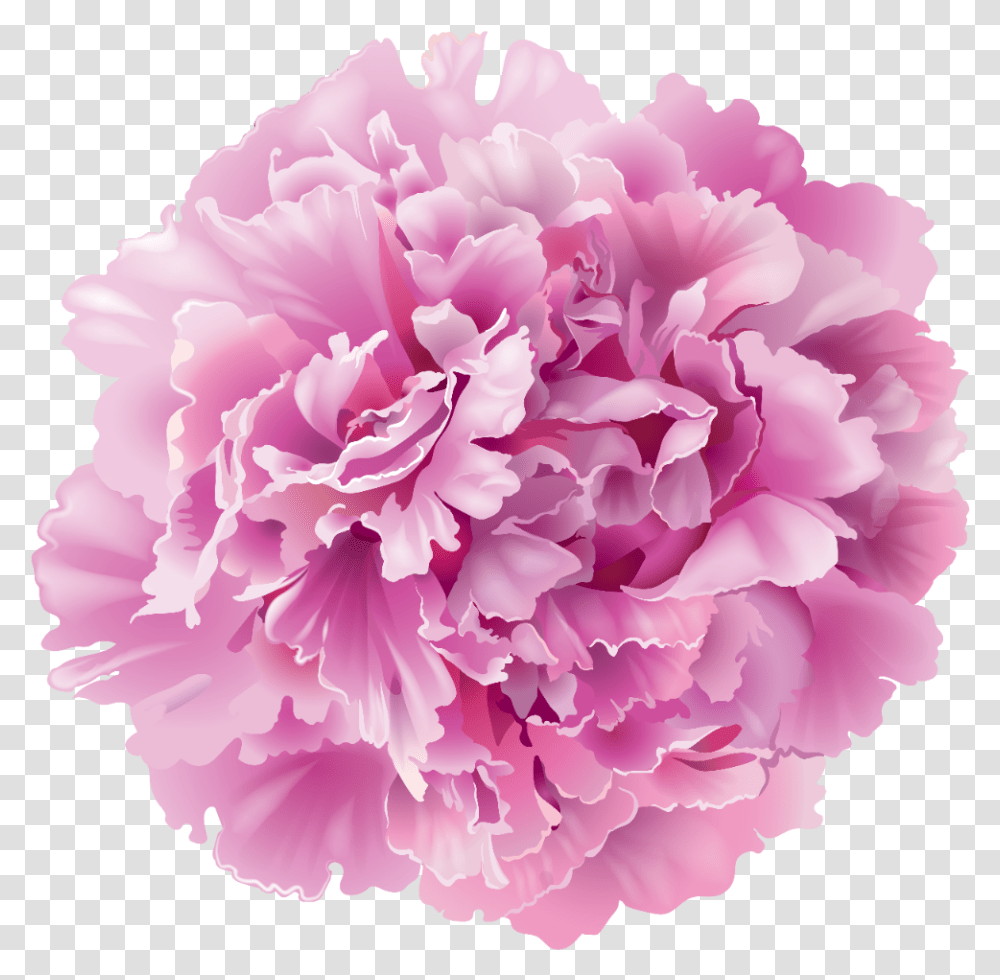 Pink Carnation Clip Art Freeuse In 2020 Peony Flower, Plant, Blossom, Rose Transparent Png