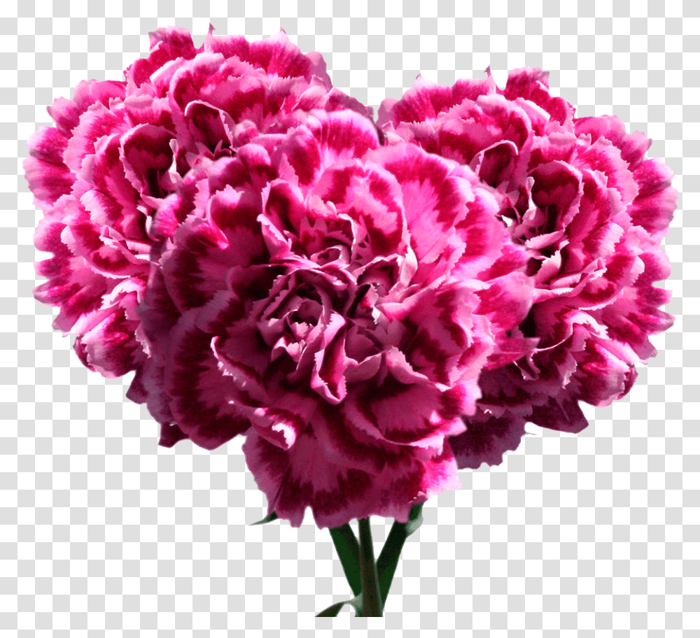 Pink Carnation Flowers Low Price Free Carnation, Plant, Blossom, Rose Transparent Png