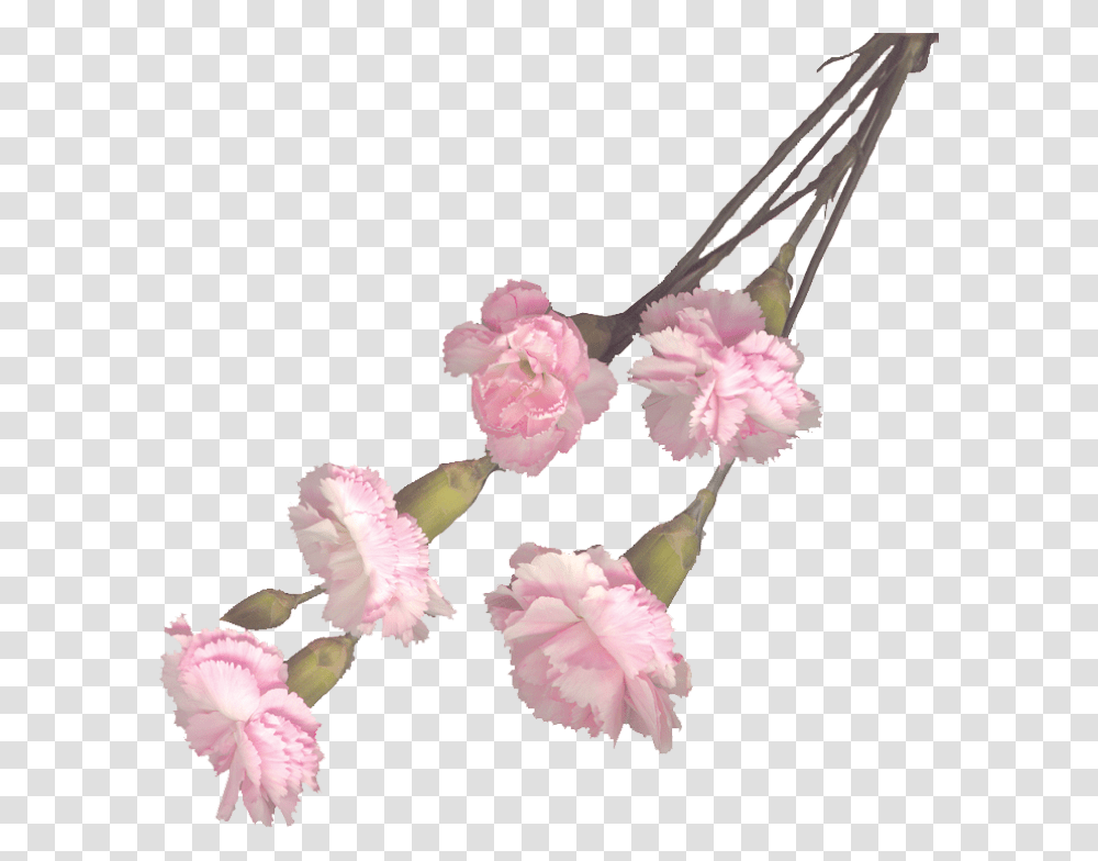 Pink Carnation, Plant, Flower, Blossom Transparent Png