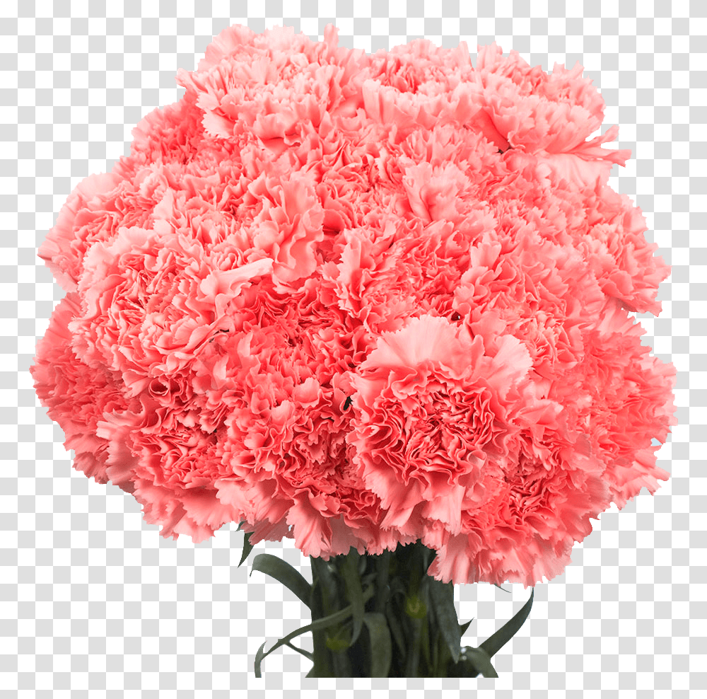 Pink Carnations, Plant, Flower, Blossom Transparent Png