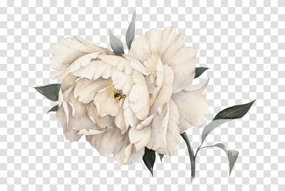 Pink Chanel Wall Art, Plant, Flower, Carnation, Peony Transparent Png