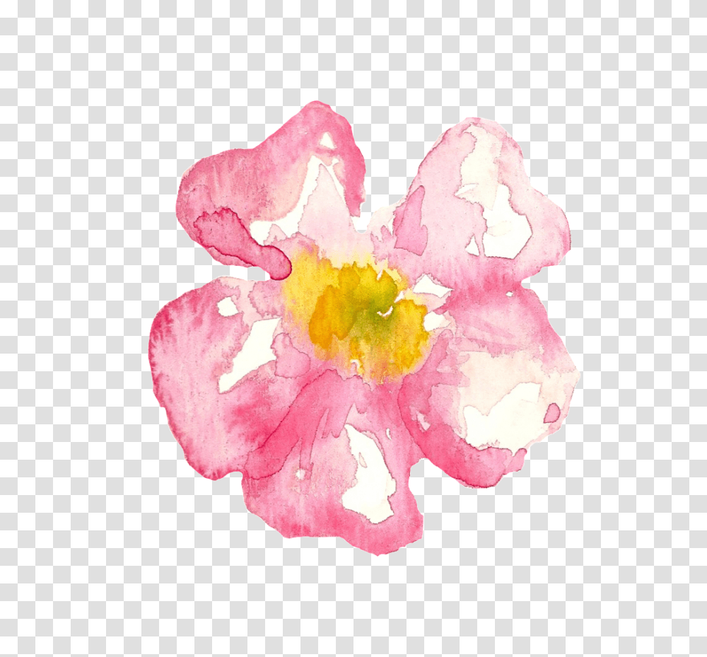 Pink Cherry Blossom Cartoon Free Download, Plant, Flower, Petal, Rose Transparent Png
