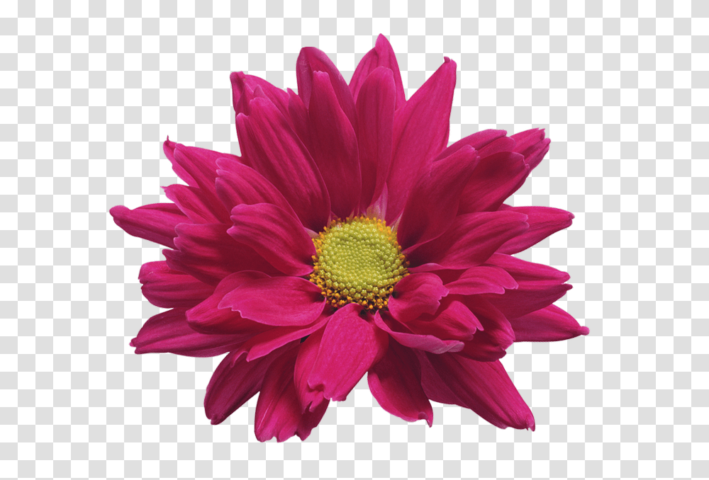 Pink Chrysanthemum Flower Clip Art Gallery, Dahlia, Plant, Blossom, Daisy Transparent Png