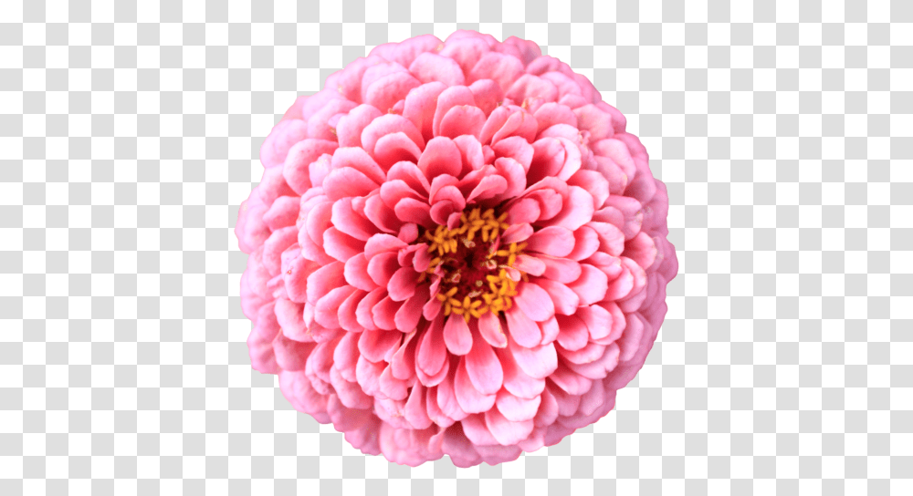 Pink Chrysanthemum Flower Top View Without Background Sf Plant, Dahlia, Blossom, Rose Transparent Png