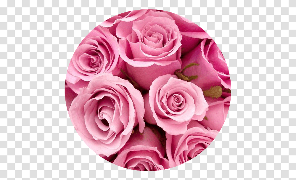 Pink Circle Aesthetic Aestheticcircle Pinkaesthetic Pink Roses Circle Aesthetic, Plant, Flower, Blossom, Flower Bouquet Transparent Png