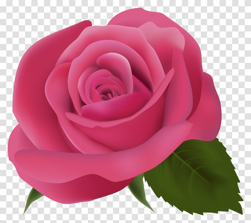 Pink Clip Art Pink Rose Background, Flower, Plant, Blossom, Petal Transparent Png