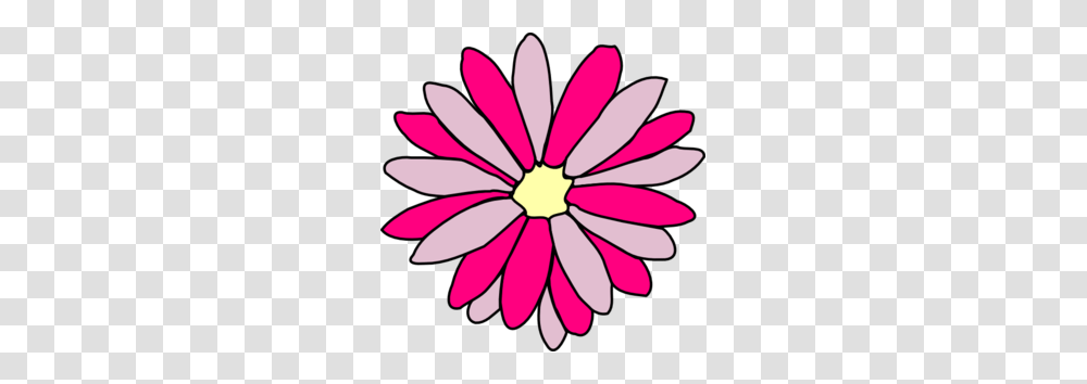 Pink Clipart Daisy Flower, Petal, Plant, Blossom, Daisies Transparent Png