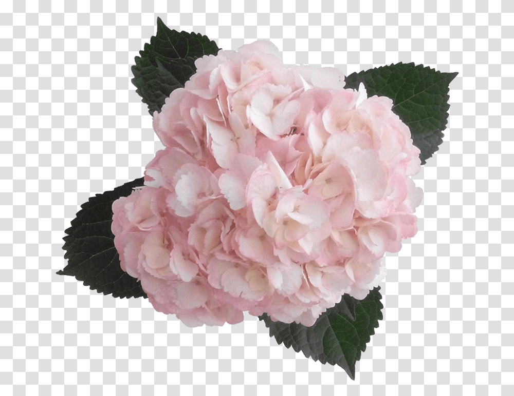 Pink Clipart Free Light Pink Hydrangea, Plant, Flower, Blossom, Rose Transparent Png