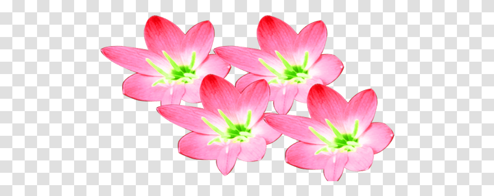 Pink Color Beautiful Flowering Dogwood, Plant, Blossom, Lily, Anther Transparent Png