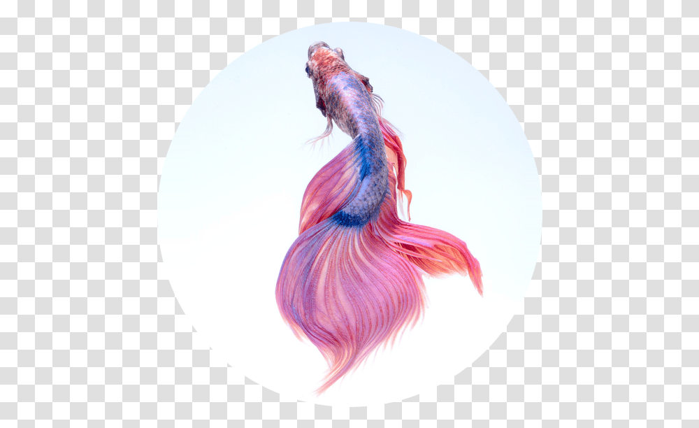 Pink Colour Beautiful Fish, Bird, Animal, Chicken, Sea Life Transparent Png