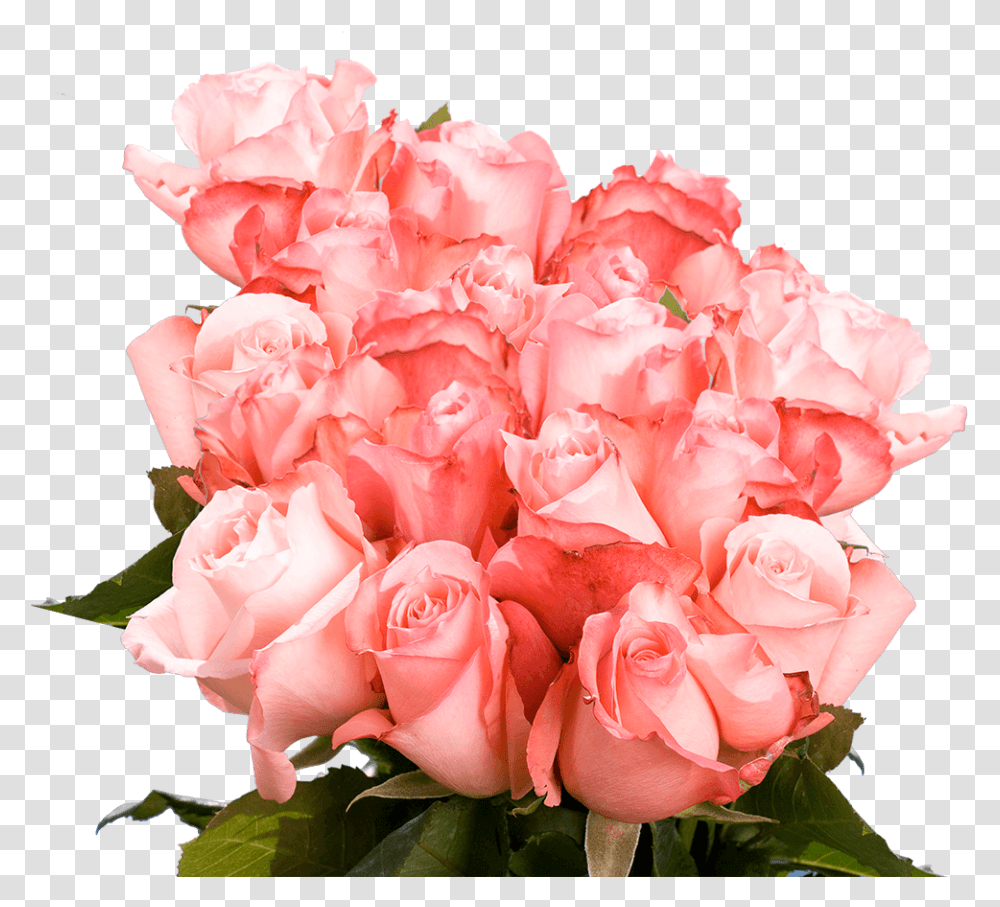 Pink Colour Of Roses, Plant, Flower, Blossom, Flower Bouquet Transparent Png