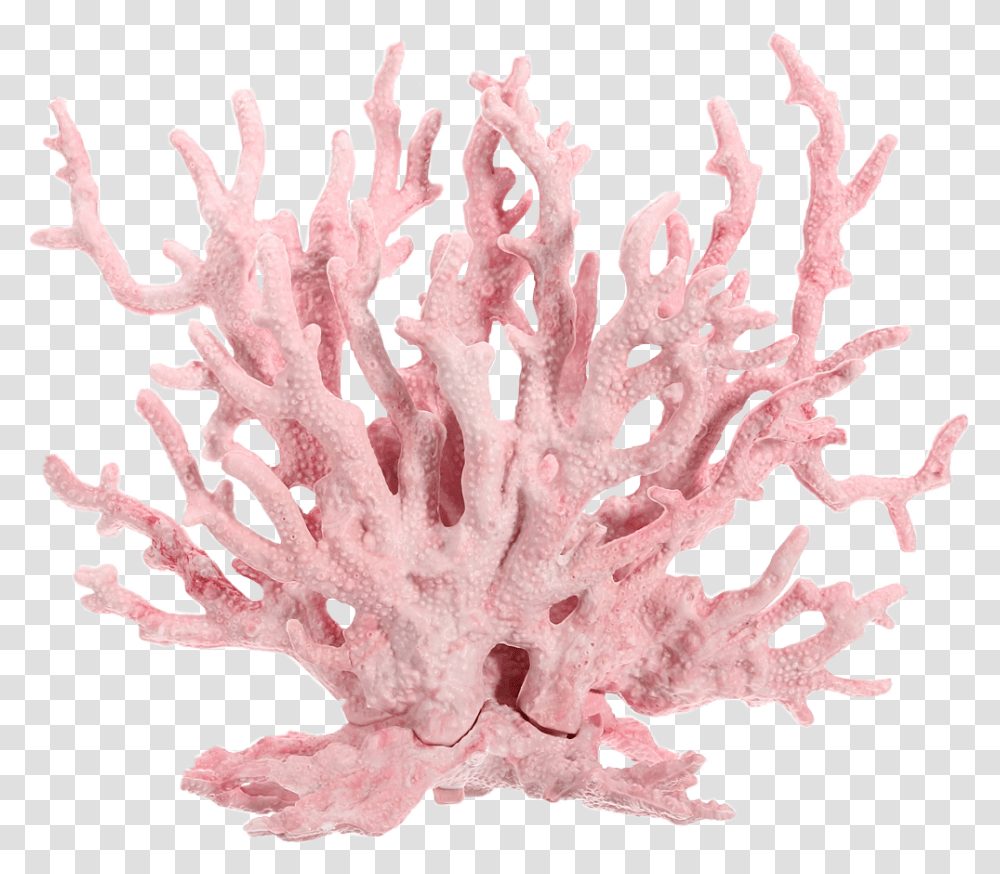 Pink Coral Reef, Nature, Outdoors, Plant, Sea Life Transparent Png