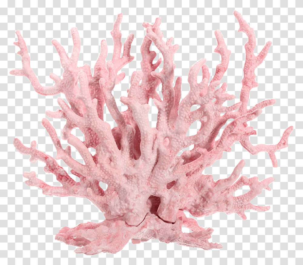 Pink Coralsea Coral Corals Pastel Pink Coral Reef, Nature, Outdoors, Flower, Plant Transparent Png