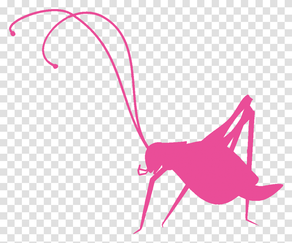 Pink Cricket Inc, Animal, Invertebrate, Insect, Bow Transparent Png