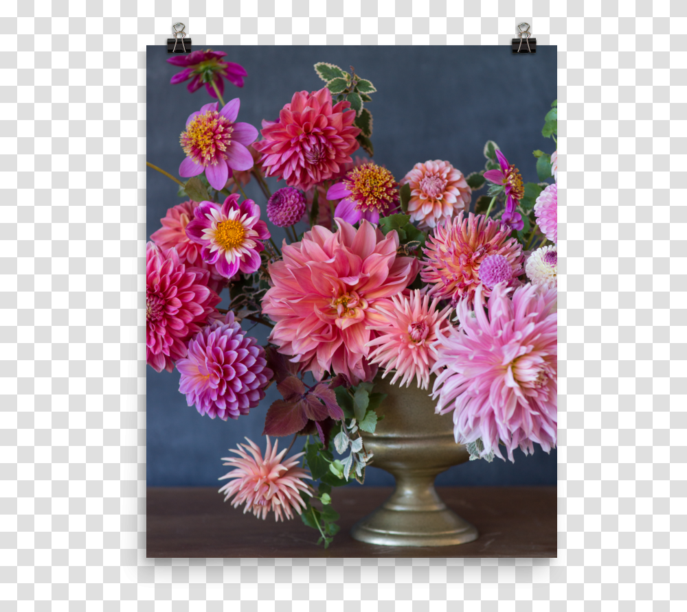 Pink Curtain Chrysanths, Dahlia, Flower, Plant, Blossom Transparent Png