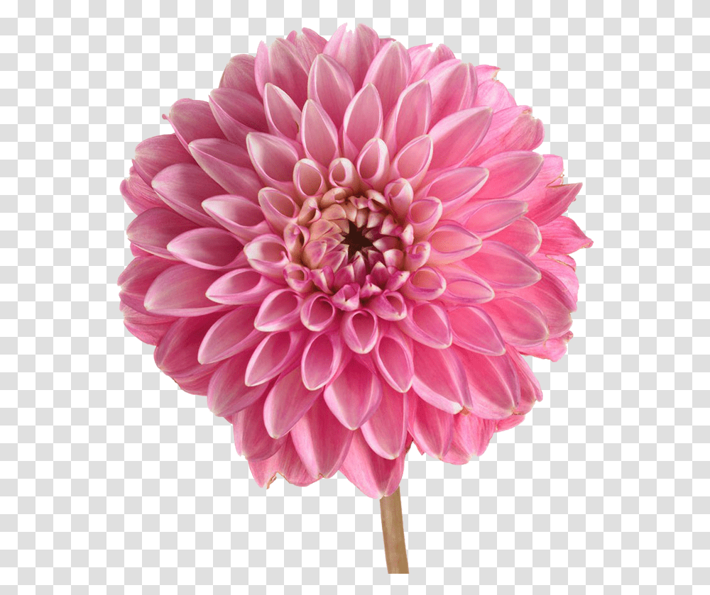 Pink Dahlia, Flower, Plant, Blossom Transparent Png
