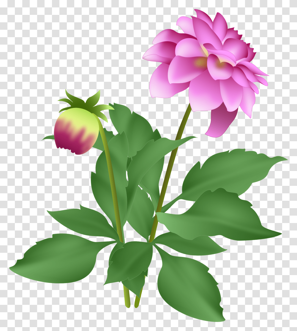 Pink Dahlia, Plant, Flower, Petal, Leaf Transparent Png