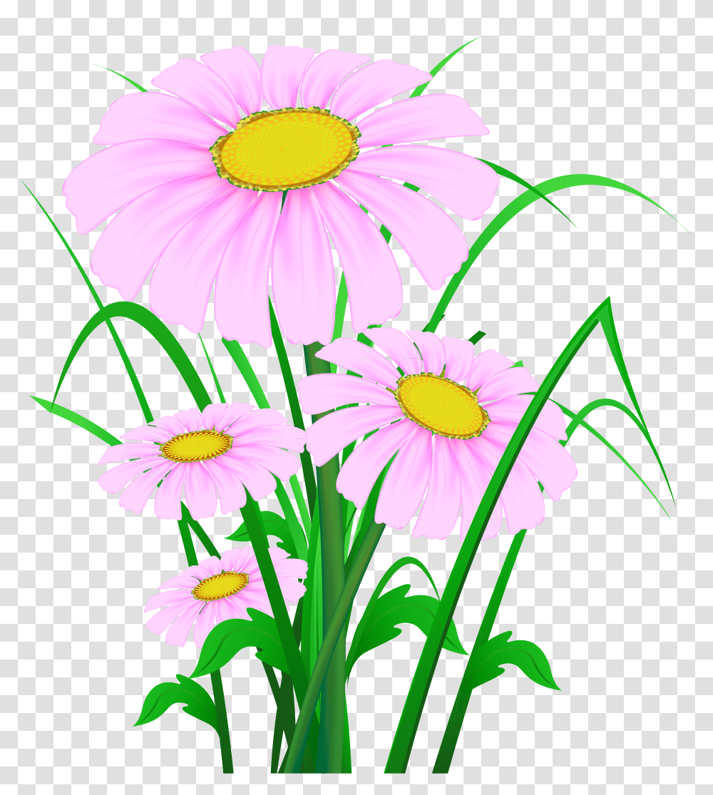 Pink Daisies, Plant, Flower, Blossom, Daisy Transparent Png