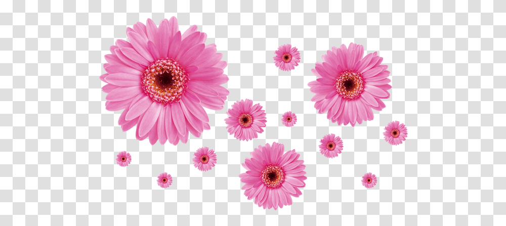 Pink Daisies, Plant, Flower, Blossom, Daisy Transparent Png