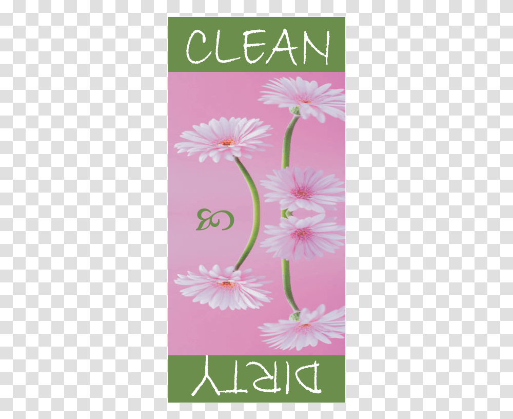 Pink Daisy, Anther, Flower, Plant, Petal Transparent Png