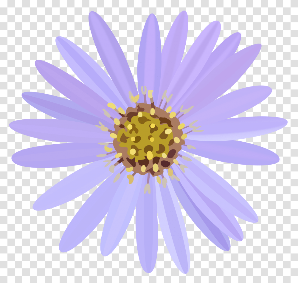 Pink Daisy Aster Flowering Plant Daisy Family Aster Flower, Daisies, Blossom, Pollen, Anther Transparent Png