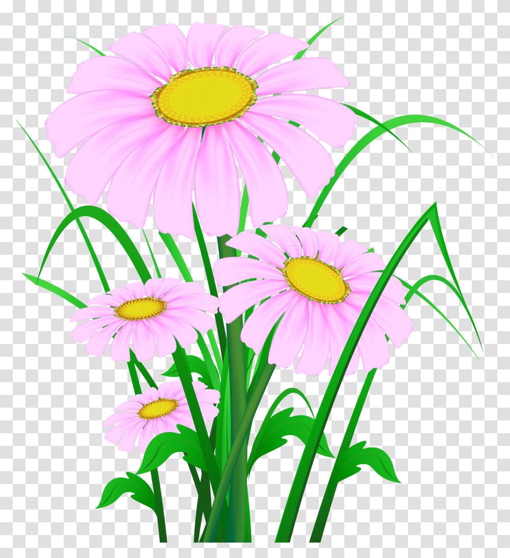 Pink Daisy Beautiful Flower Background, Plant, Daisies, Blossom, Pollen Transparent Png